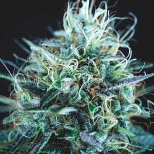 Purple Urkle x Blue Pyramid LIMITED EDITION Gold Line cannabis – image 1 – Seed City