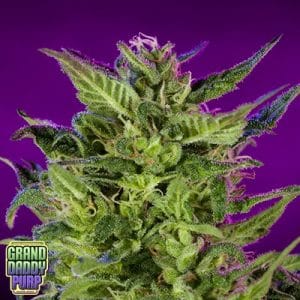 Purple Valley OG