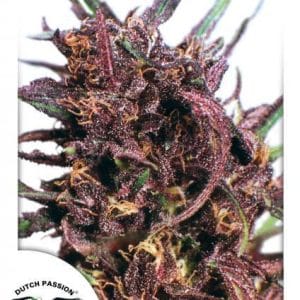 Image 1 of Purple #1 cannabis by Dutch Passion Seeds – Greenhouse – 12/12 Photoperiod – Regular – Seed City