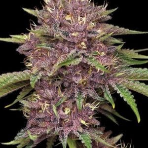 Purpz cannabis seeds – Feminized – The End of September – Large yield – image 1 from Seed City