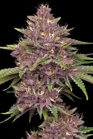 Purple Cannabis Seeds | Seed City