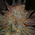 Image 2 of Qrazy Train cannabis by Subcools The Dank – Outdoor cultivation – Tall (140cm plus) – Spicy – Seed City
