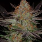 Qrazy Train cannabis seeds – 50% Indica/50% Sativa – Outdoor cultivation – Tall (140cm plus) – image 3 from Seed City