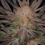 Qrazy Train by Subcools The Dank – General Pain – Regular – 50% Indica/50% Sativa – image 4 – Seed City