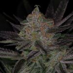 Qrazy Train by Subcools The Dank – General Pain – Regular – 50% Indica/50% Sativa – image 1 – Seed City
