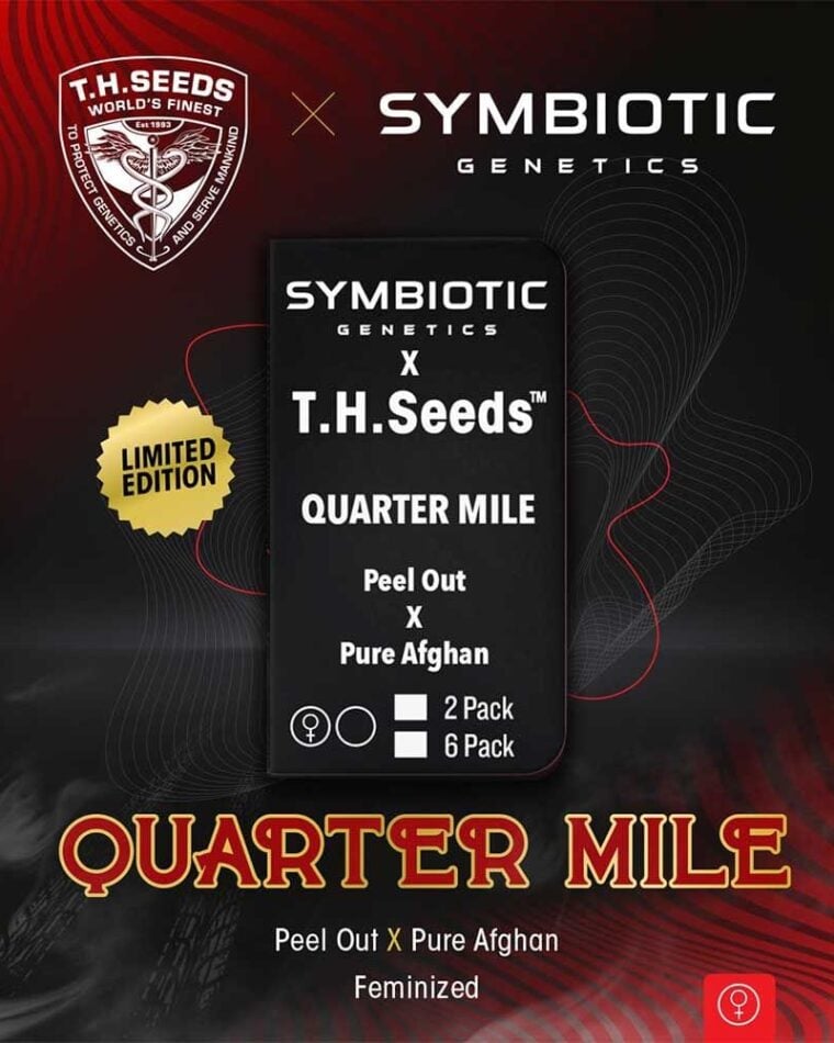 Quarter Mile cannabis seeds – 12/12 Photoperiod – Hashy – Female seeds – image 1 from Seed City
