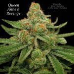 Woodsy – Regular – Indoor-friendly – Queen Anne's Revenge strain – image 1 – from Subcools The Dank via Seed City