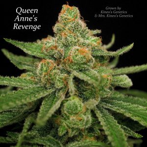 Queen Anne’s Revenge