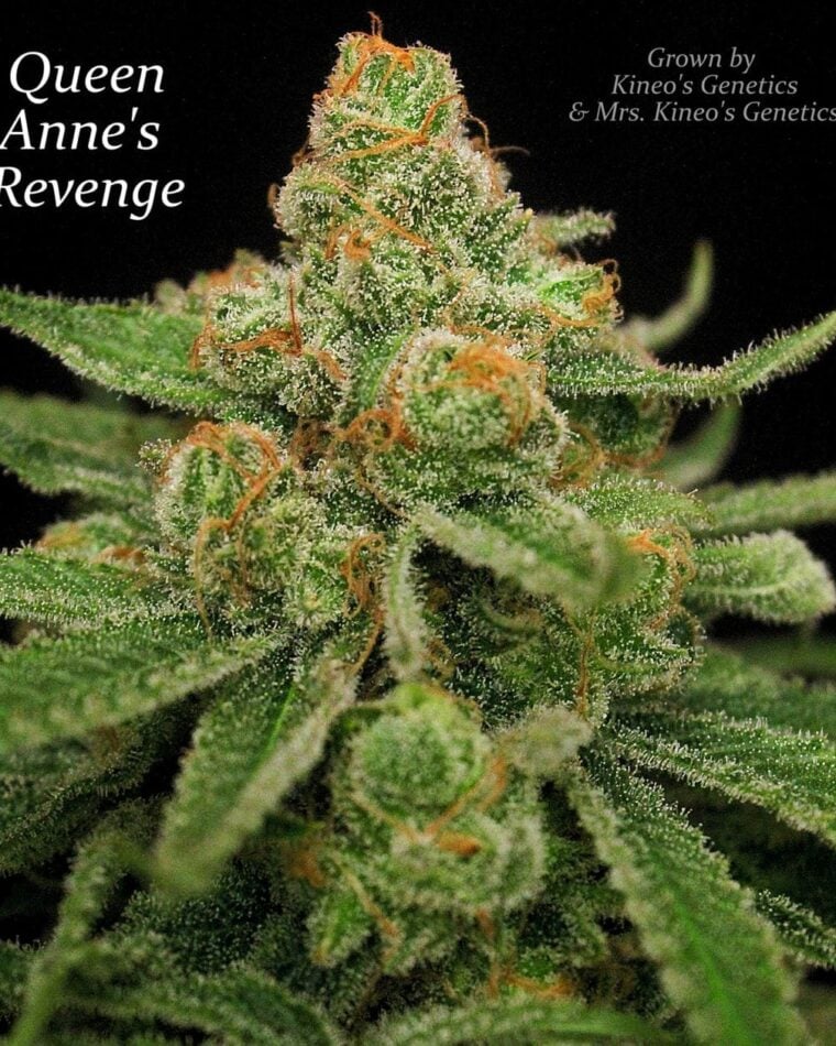 Woodsy – Regular – Indoor-friendly – Queen Anne's Revenge strain – image 1 – from Subcools The Dank via Seed City