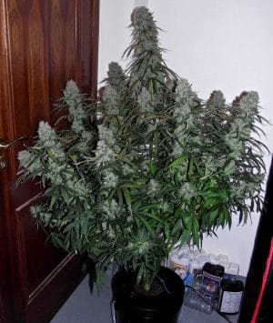 Quick Flowering THC