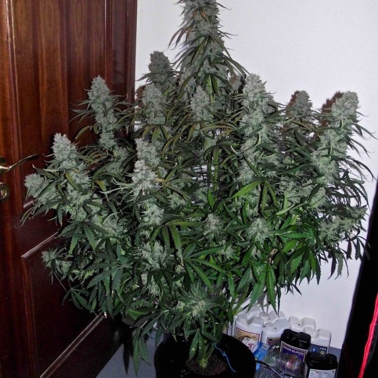 Image 1 of Quick Flowering THC cannabis by Phoenix Cannabis Seeds – Large yield – Sweet – Female seeds – Seed City