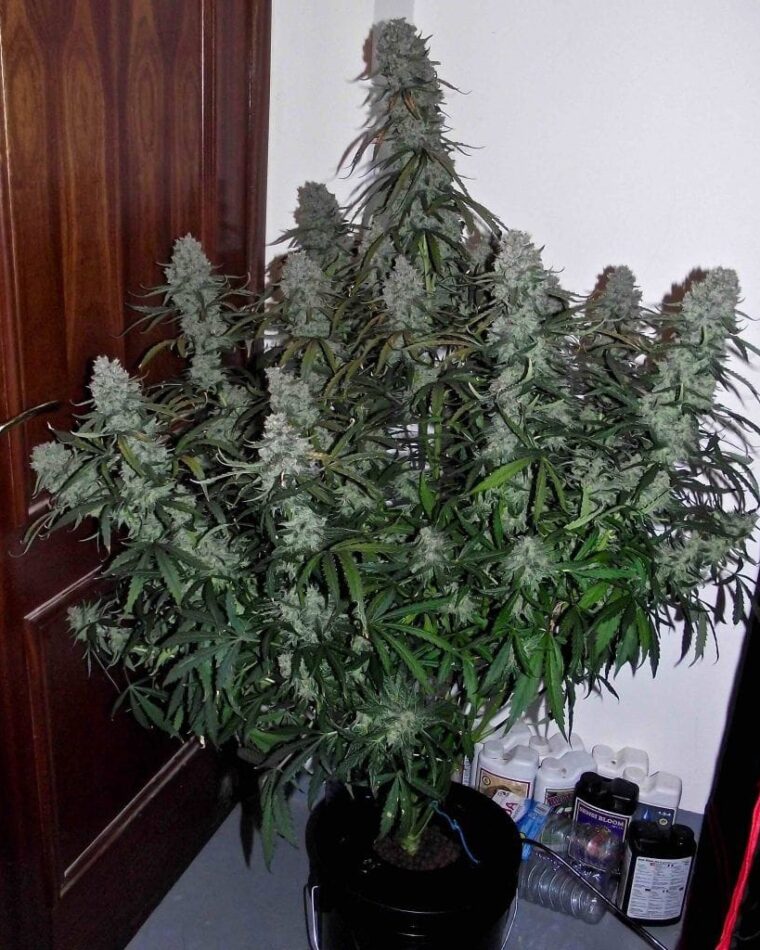 Image 1 of Quick Flowering THC cannabis by Phoenix Cannabis Seeds – Large yield – Sweet – Female seeds – Seed City