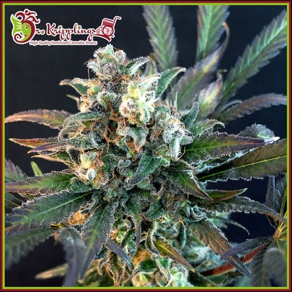 Quick Separation Cake by Dr Krippling Seeds – Indica Dominant – Super Strength – Fuel – image 1 – Seed City