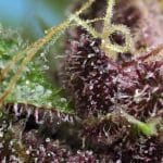 Red Mandarine F1 Fast Version cannabis seeds – Mostly Indica – Orange – 12/12 Photoperiod – image 3 from Seed City