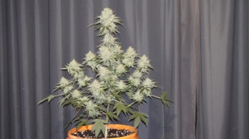 Renton's Green Onion by Lounge Lizard Seeds – Mostly Indica – Suited for indoor growing – Regular – image 5 – Seed City