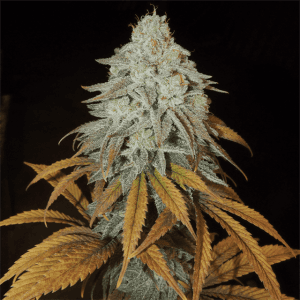 RM Confidential