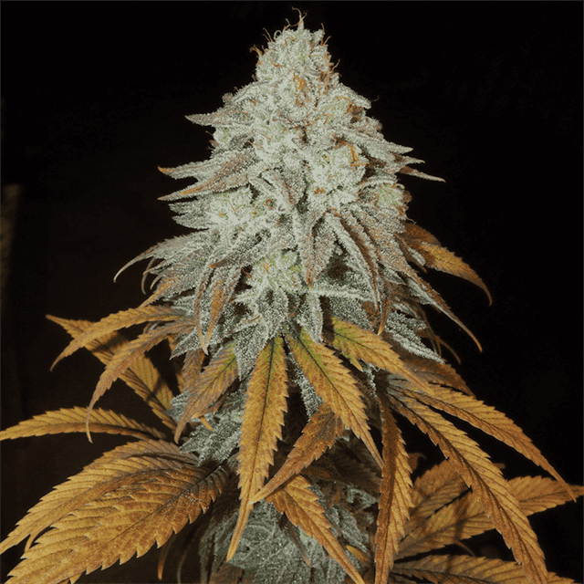 RM Confidential by Grateful Seeds – 12/12 Photoperiod – Orange – Suited for indoor growing – image 1 – Seed City