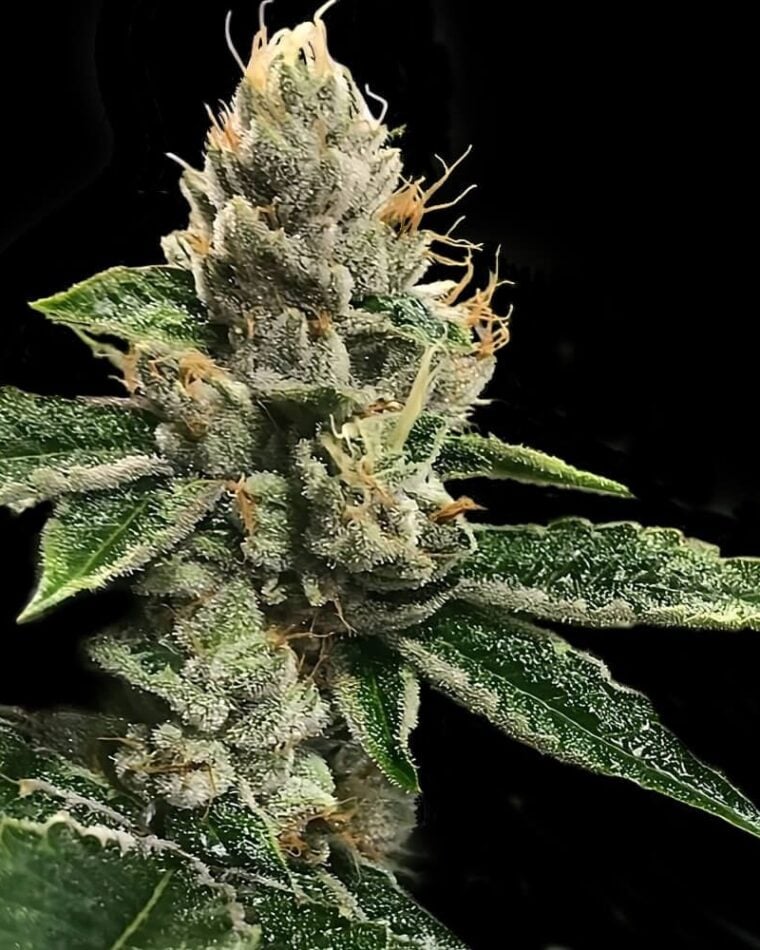 RP 43 AKA Richard Petty from DNA Genetics Seeds