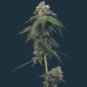Image 1 of RS11 cannabis by Mavericks Genetics – 12/12 Photoperiod – Middle of October – Mostly Indica – Seed City
