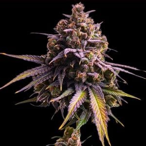 Image 1 of RS11 Auto cannabis by Empire Seeds – Large yield – Good for outdoor grow – Feminized – Seed City