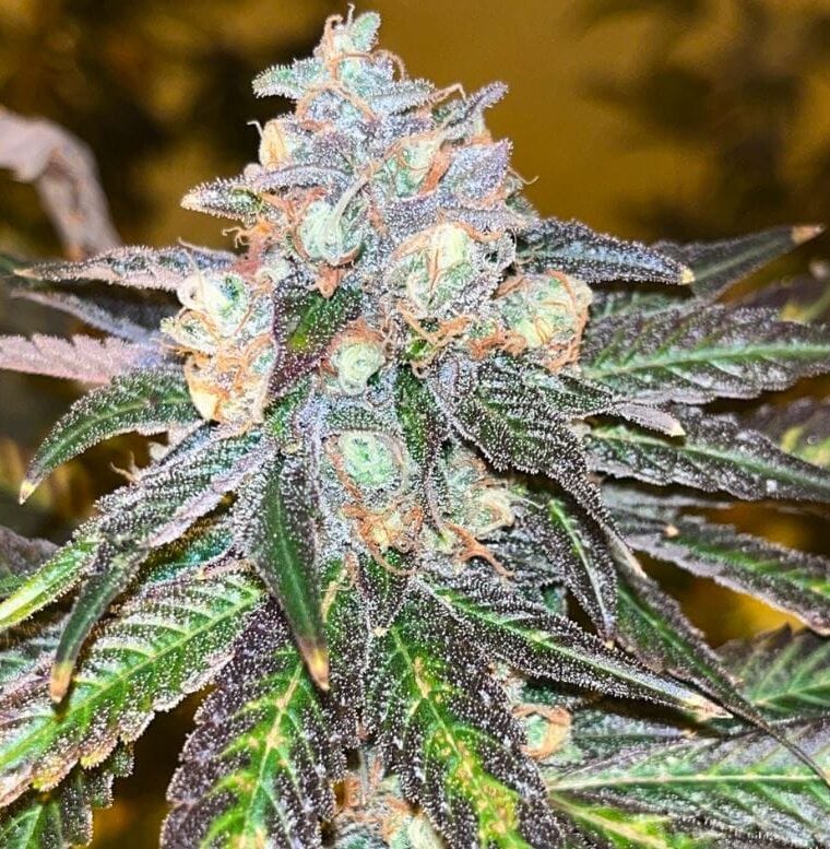 RS11 Kosher from Old School Genetics
