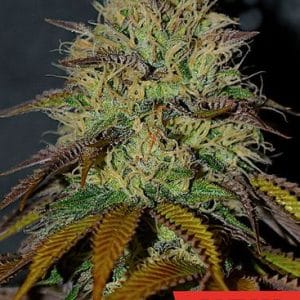 Social – Mostly Indica – Spicy – RS11 (Rainbow Sherbert #11) strain – image 1 – from Cream of the Crop via Seed City