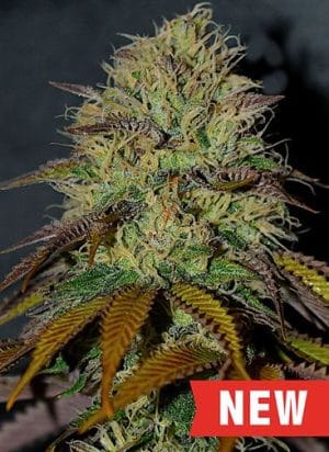 RS11 (Rainbow Sherbert #11)
