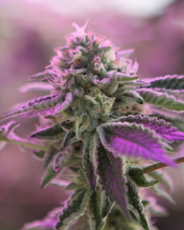 Lemon – High Yielding – Tall (140cm plus) – RS11 x Banana OG strain – image 1 – from Barneys Farm Seeds via Seed City