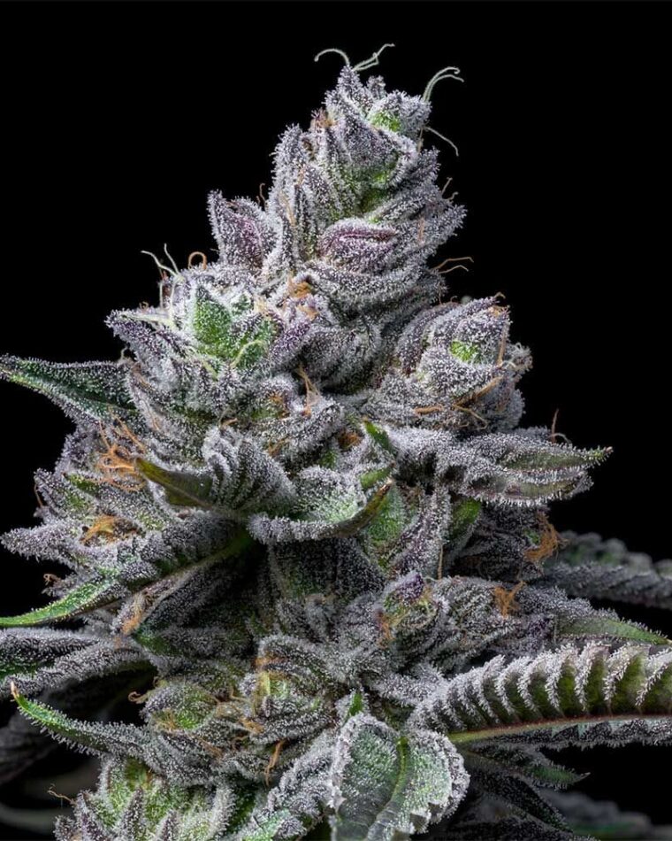 RS11 x Hollywood from Cookies Seed Bank