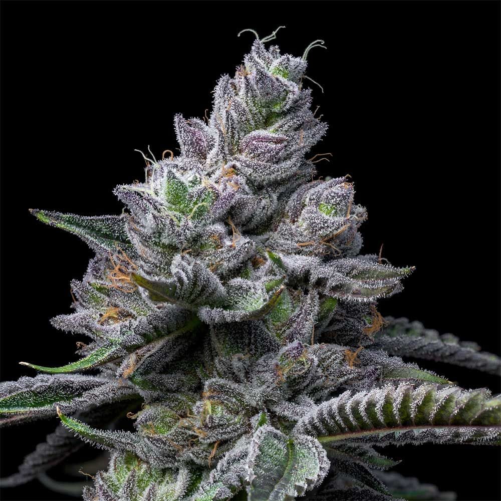 RS11 x Hollywood from Cookies Seed Bank
