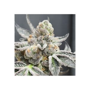 Radical Juice Auto