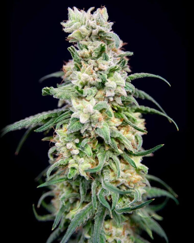 Rainbow Barb cannabis seeds – Indica-heavy – Floral – Outdoor – image 1 from Seed City
