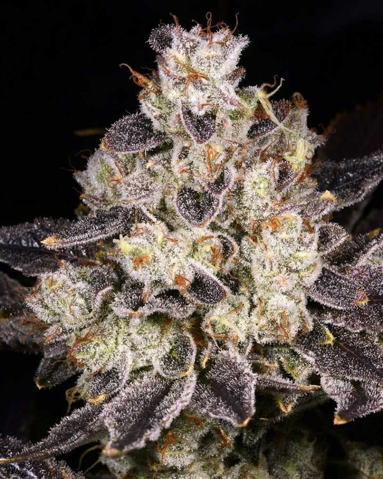 Rainbow Belts 2.0 by Archive Seeds – Fruity – 12/12 Photoperiod – Indoor – image 1 – Seed City