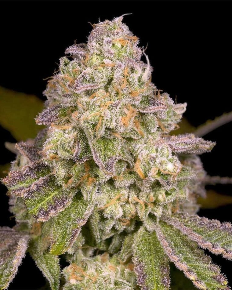 Rainbow Belts 3.0 cannabis seeds – Sweet – Outdoor – Large yield – image 1 from Seed City