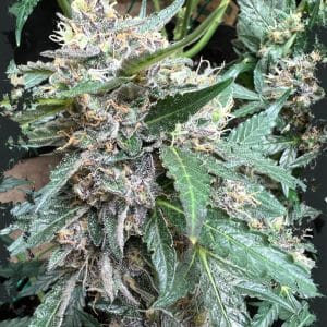 Rainbow Chip by ElevenThirty Genetics – Resistant to Pests – Super Strength – Indoor – image 1 – Seed City