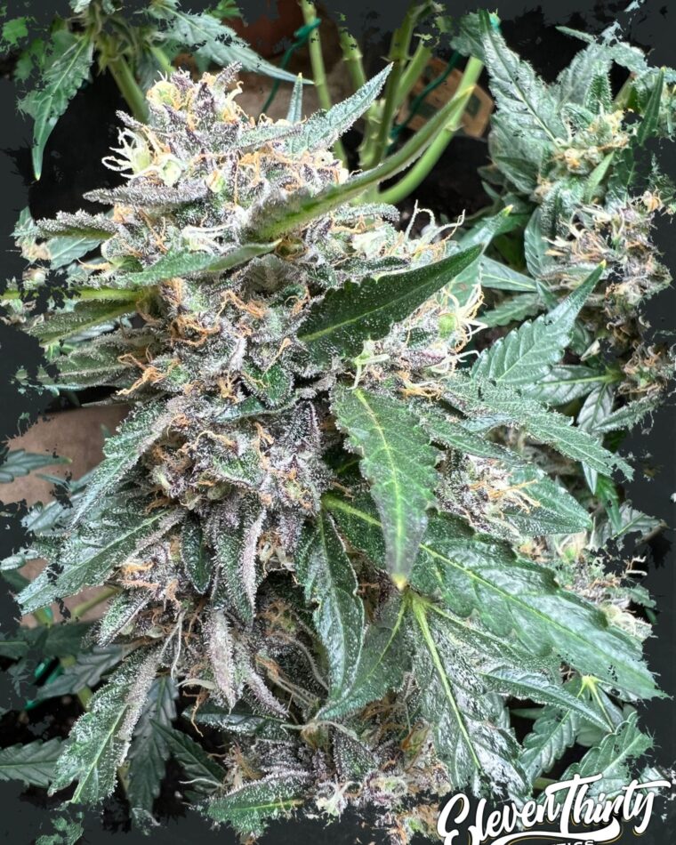Rainbow Chip by ElevenThirty Genetics – Resistant to Pests – Super Strength – Indoor – image 1 – Seed City