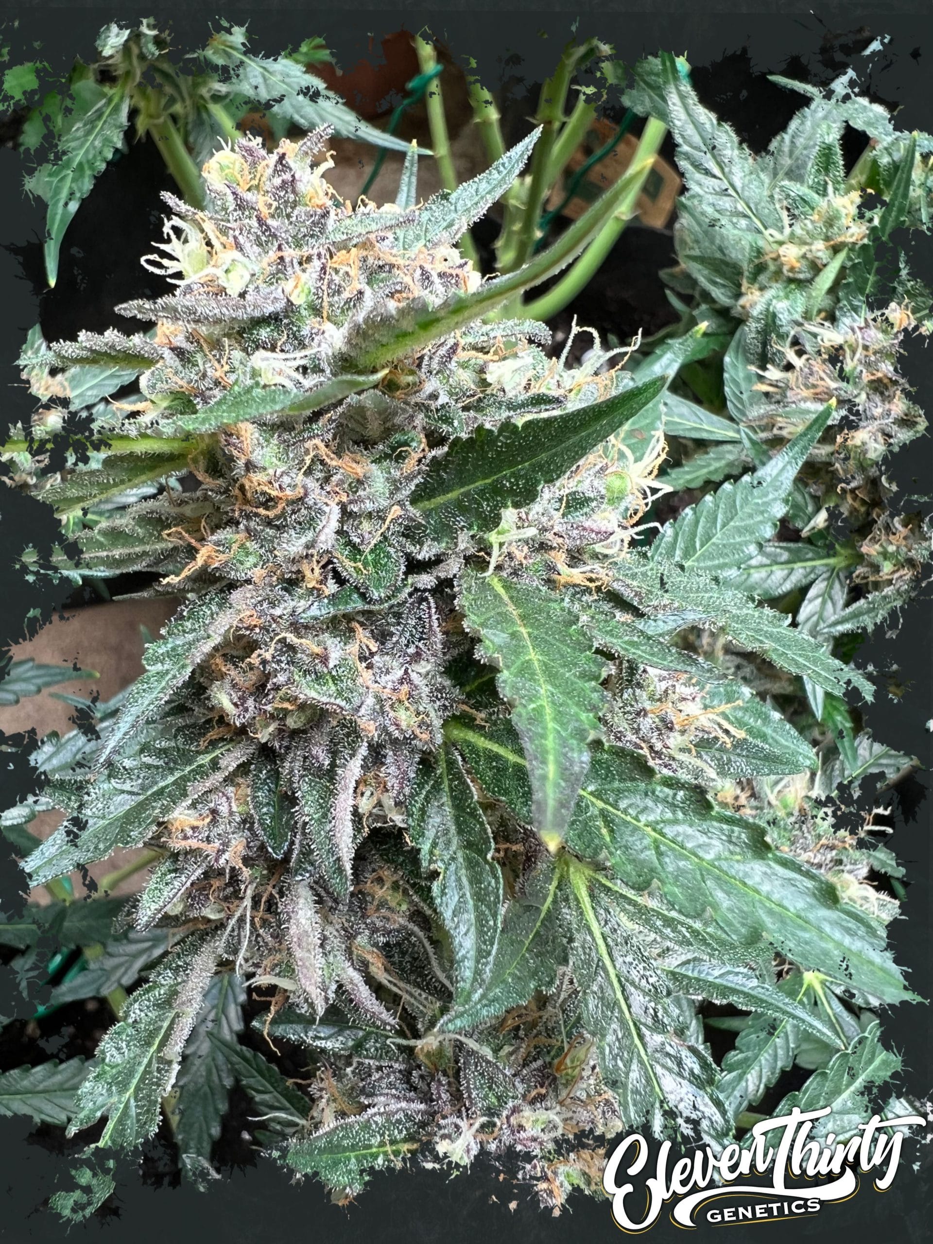 Rainbow Chip by ElevenThirty Genetics – Resistant to Pests – Super Strength – Indoor – image 1 – Seed City