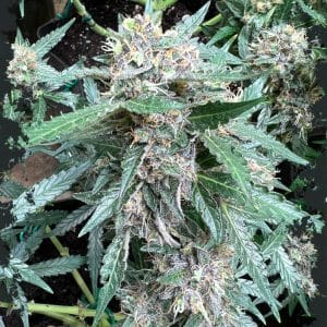 Rainbow Chip Auto by ElevenThirty Genetics – Feminized – Indica-heavy – Resistant to Mould – image 1 – Seed City