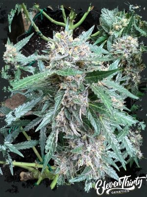 Rainbow Chip Auto