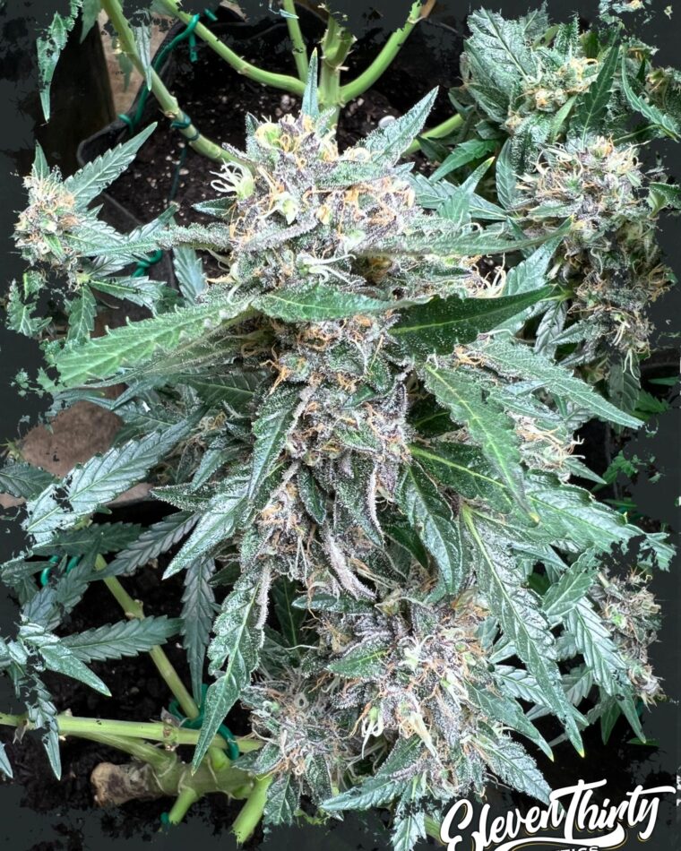 Rainbow Chip Auto by ElevenThirty Genetics – Feminized – Indica-heavy – Resistant to Mould – image 1 – Seed City