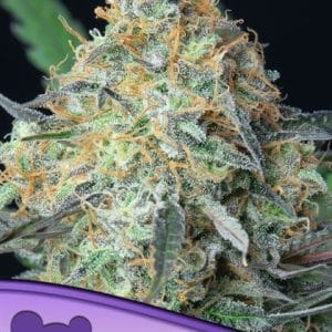 Fruity – Euphoric – Short (up to 80cm) – Rainbow Donut Auto strain – image 1 – from Anesia Seeds via Seed City