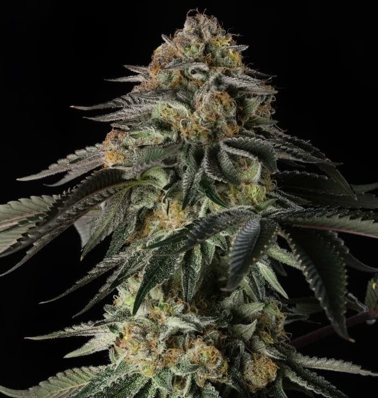Rainbow Gas cannabis seeds – Tall (140cm plus) – Super Strength – Indica-heavy – image 1 from Seed City