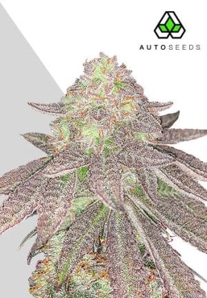 Rainbow Glue Auto