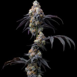 Image 1 of Rainbow Sherbet cannabis by Barneys Farm Seeds – Suited for indoor growing – Feminized – Euphoric – Seed City