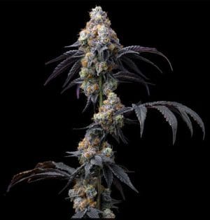 Rainbow Sherbet