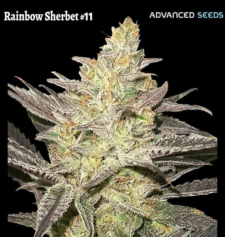 Rainbow Sherbet #11 by Advanced Seeds – Outdoor – 12/12 Photoperiod – Middle of October – image 1 – Seed City