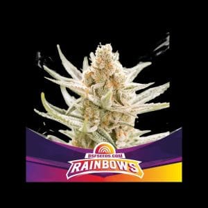 Image 1 of Rainbows cannabis by BSF Seeds – Guaranteed female plants – Short (up to 80cm) – Indica-heavy – Seed City
