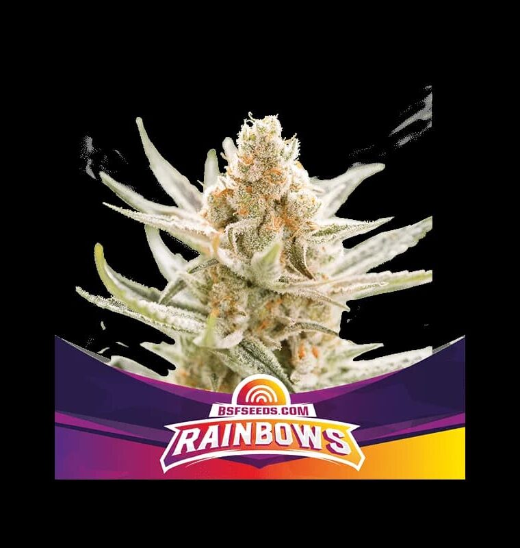 Image 1 of Rainbows cannabis by BSF Seeds – Guaranteed female plants – Short (up to 80cm) – Indica-heavy – Seed City