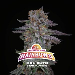 Rainbows XXL Auto