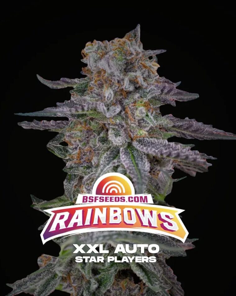 Rainbows XXL Auto by BSF Seeds – Female seeds – Auto-Flowering – Earthy – image 1 – Seed City